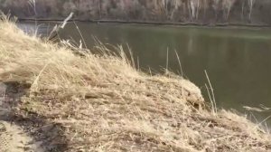 Рыбалка. Поездка на Уссури. Апрель 2019