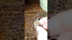 криптомерия. японский кедр. шишки. семена.