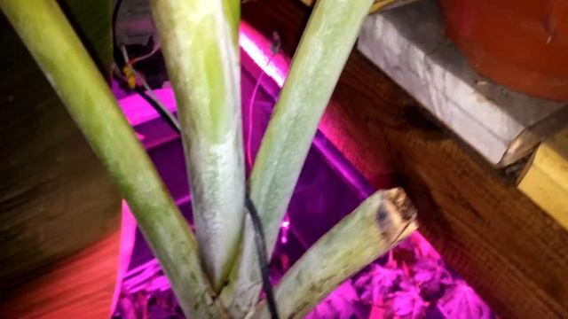 Banan musa balbisiana atia black. Krótki film :) Marzec 2018. смотреть онлайн