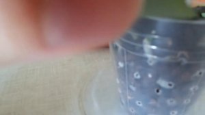 ЭКСПЕРИМЕНТ С КОРНЯМИ И МХОМ