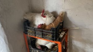 👍 Лучшие мясо-яичные породы кур для частного хозяйства Мини мясные палевые и Бресс Гальцы Украина