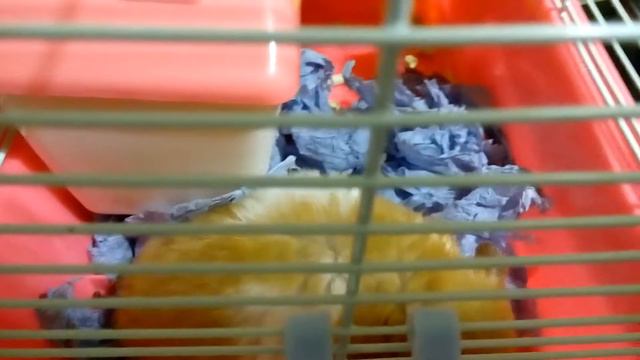 Рыжуха родила хомячат. МАЛЕНЬКИЕ СИРИЙСКИЕ ХОМЯЧКИ | Хомячуля: Secret Life Hamster - Pets
