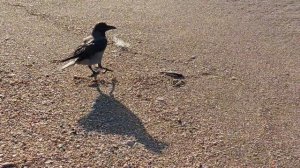 Смешные вороны. Одной рыба не понравилась второй да.Funny crows.עורבים אוכלים דג.#crows #sea