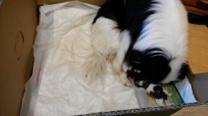 Японский Хин Щенки Японского Хина - 01