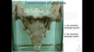 Строение глотки. Лекция для студентов медицинских вузов по анатомии человека