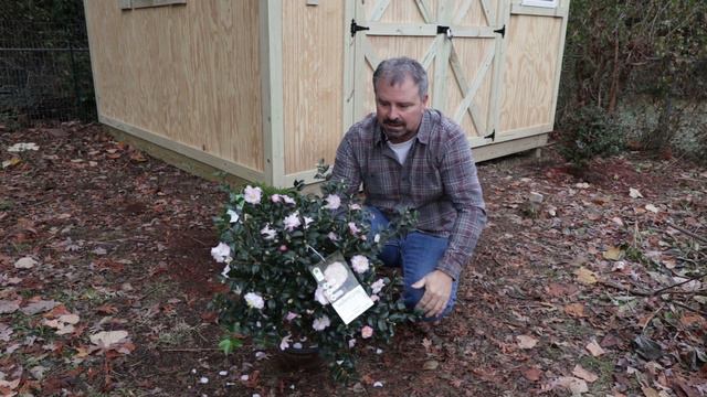 💮October Magic® Orchid™ Camellia / Fall Flowers смотреть онлайн