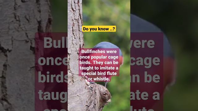 Birds #birds #animallover #animals #bullfinch #knowledge #flute #imitation