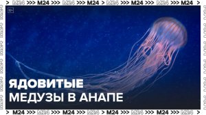 Море у берегов Анапы заполонили ядовитые медузы - Москва 24