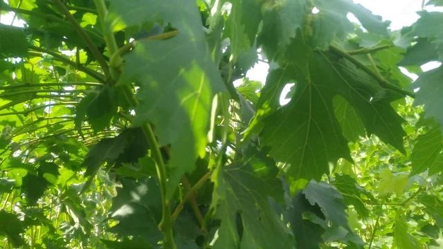 Проблема рваных листьев на винограднике смотреть онлайн