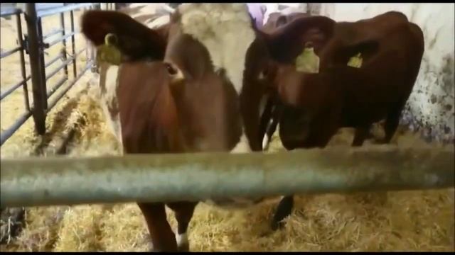 Крс оптом продажа красная датская порода нетели из Европы доставка от 33 голов за 45 дней