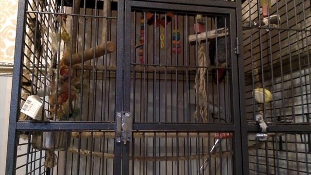 Серый попугай жако говорит смотреть онлайн