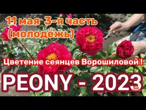 Сеянцы пионов Ворошиловой. Цветение 2023 года! Часть 4 / Сад Ворошиловой