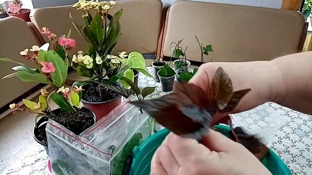 Хлопоты цветочные. Бутоны на пёстром стробилантесе! смотреть онлайн