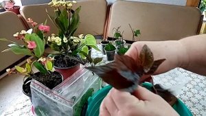 Хлопоты цветочные. Бутоны на пёстром стробилантесе!