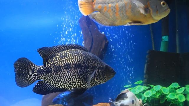 Манагуанская цихлазома
Parachromis managuensis смотреть онлайн