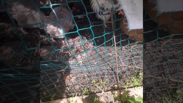 после драки кур смотреть онлайн