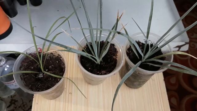 Юкка Рострата/Yucca Rostrate/Садовое и комнатное растение!