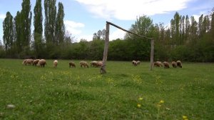 Копченый цыпленок Азербайджанская Кухня Деревенская Кухня  Рецепты