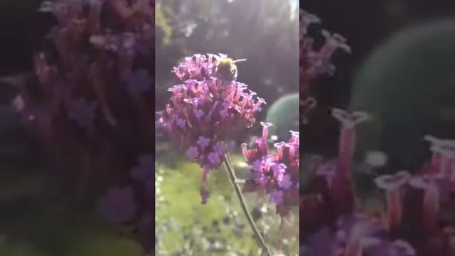 Verbena bonariensis - Jarnurt - Garðplöntur - Sumarblóm