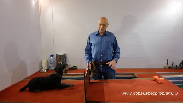 Барьер для дрессировки и тренинга собаки смотреть онлайн
