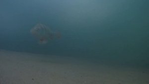 Рыбалка на Новосибирском водохранилище. Подводные съёмки. Зимняя рыбалка на окуня 2020