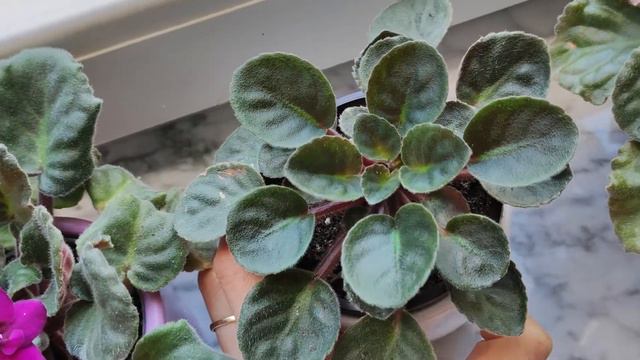 Новиночки в коллекции каланхоэ! Видеообзор. смотреть онлайн