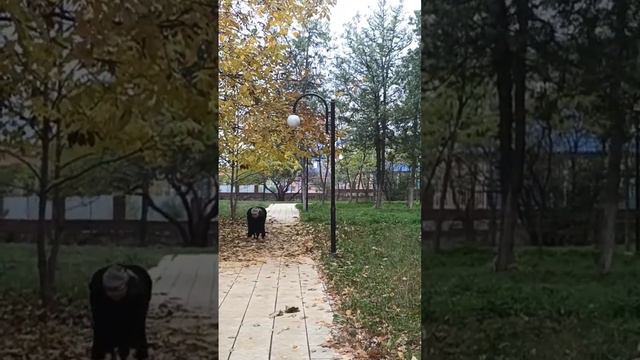 Листья жёлтые над городом кружатся тихим шорохом под ноги нам ложатся