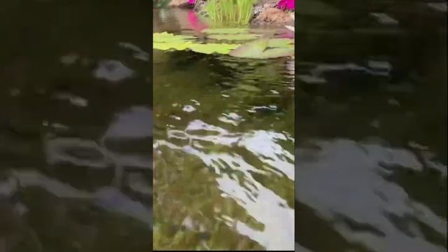 Совет по посадке Нимфей в пруд  ПРУД ПРУДИ
