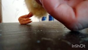 ИСПРАВЛЯЮ КРИВЫЕ ЛАСТЫ УТЕНКА