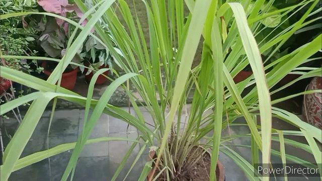 Lemon grass Care//इसके बेशुमार फायदे смотреть онлайн