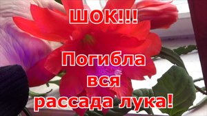 Погибла вся рассада лука. Возможные причины падения и гибели рассады лука. Хроника выращивания лука.