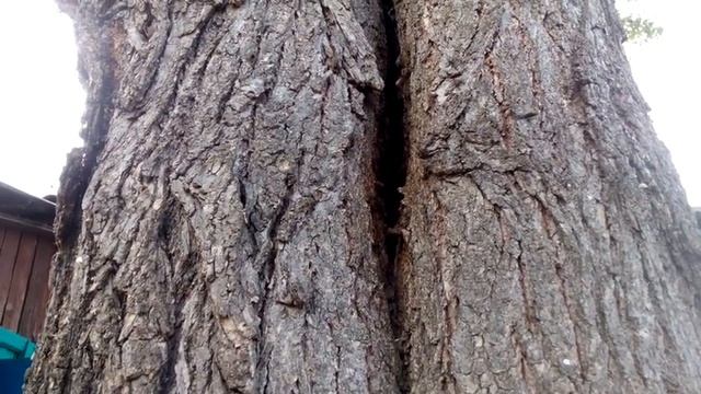 пчелы в дупле дерева, удивительно как перезимовали? смотреть онлайн