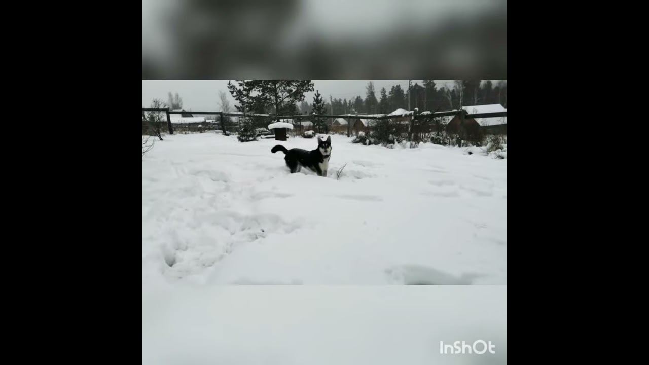 Снежный привет от Ласки ❄️❄️❄️. #shorts