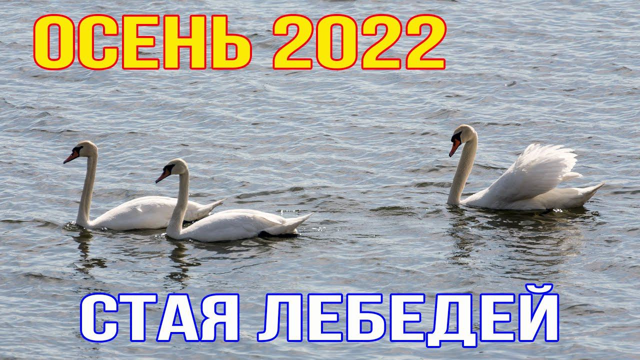 Осень на Южном Урале - стая лебедей на озере 11 сентября 2022 г