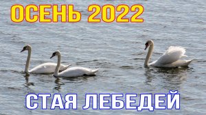 Осень на Южном Урале - стая лебедей на озере 11 сентября 2022 г