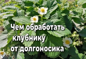 Чем обработать клубнику от долгоносика до и во время цветения.