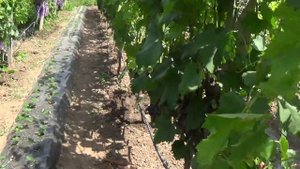 Виноград Сфинкс