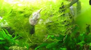 Аквариум с севеллями (Sewellia sp. spotted и Sewellia lineolata) _5302.AVI