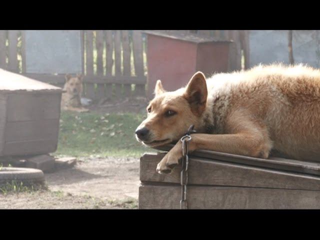 В приюте для животных «Ласка» этим летом появилось более сотни новых собак