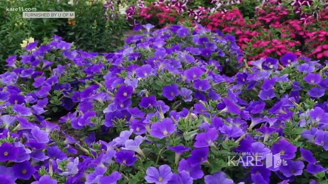 Extended cut: University of Minnesota's top 10 annuals смотреть онлайн