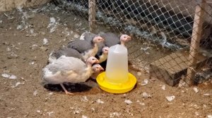 Привёз молодых загорских белогрудых