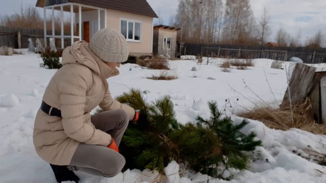 Спасение сосен из под мокрого снега. Весна пришла!