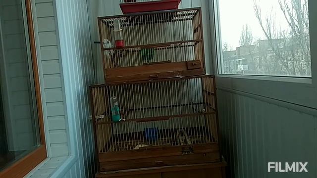 Пение и брачные игры канареек