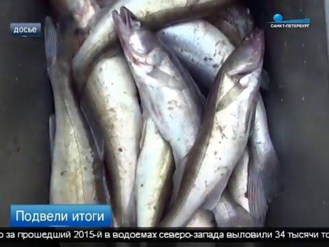 В Северо Западном отделении Росрыболовства подвели итоги минувшего года