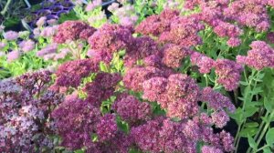 Sedum 'Herbstfreude' - Varjúháj (bordó)