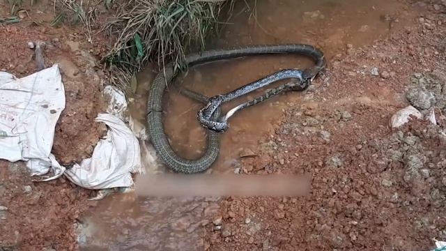 Top 10 Stupid Moments When Python Swallows Prey