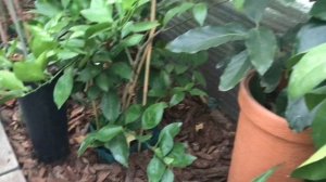 Воздушные отводки