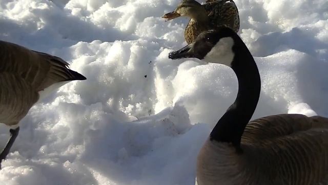 Девочки, поздравляю вас с праздником 8 МАРТА! Для хорошего настроения! смотреть онлайн