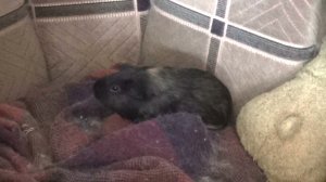 морская свинка Блэкки попкорнинг авг2021