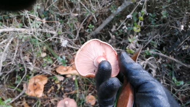 Kara Kanlıca, Kızıl Kanlıca, Bloody Milk Cap,Kanlıca, Lactarius sanguifluus смотреть онлайн